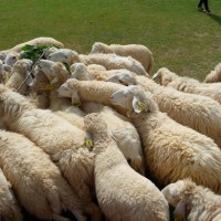 Swiss Sheep Farm