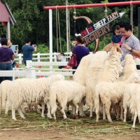 Sweep Sheep Farm